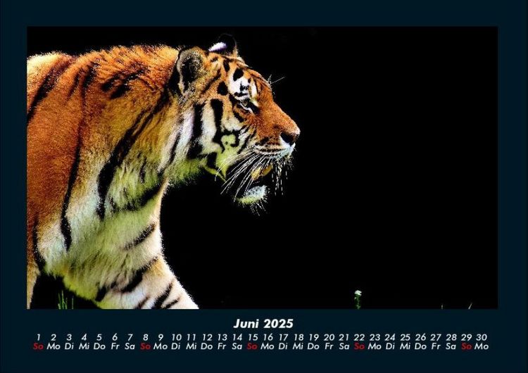 Produktbild: Tiger 2025 Fotokalender DIN A4