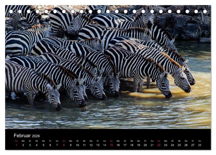 Produktbild: Zebras - Faszination der Streifen (Tischkalender 2026 DIN A5 quer), CALVENDO Monatskalender