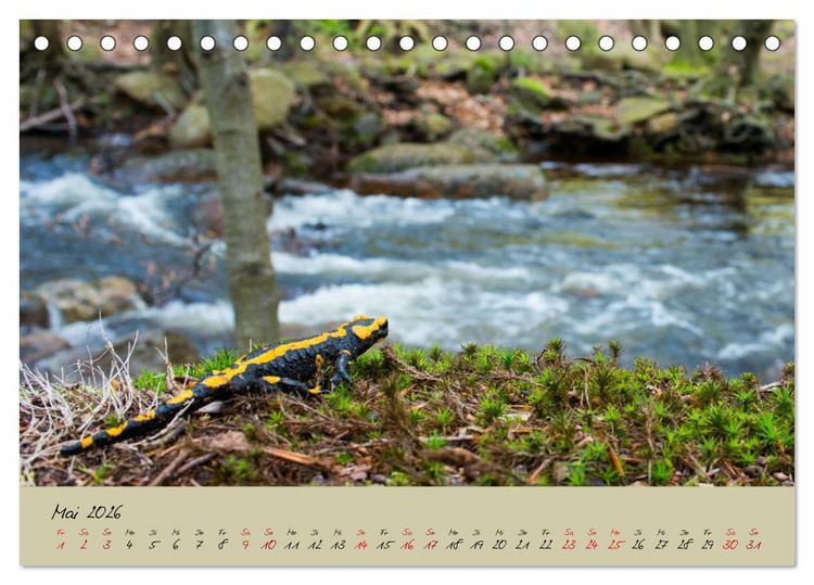 Produktbild: Feuersalamander - Liebenswerte Heimlichtuer (Tischkalender 2026 DIN A5 quer), CALVENDO Monatskalender
