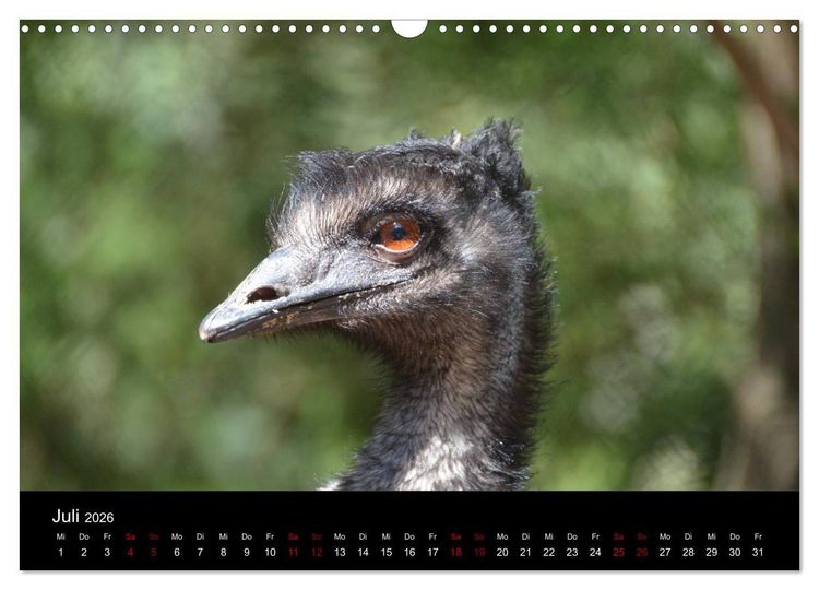 Produktbild: Australian Wildlife (Wandkalender 2026 DIN A3 quer), CALVENDO Monatskalender