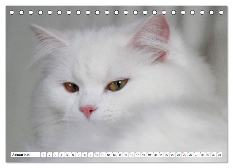 Produktbild: Die Perserkatze - Farbschlag Wei&szlig; (Tischkalender 2026 DIN A5 quer), CALVENDO Monatskalender