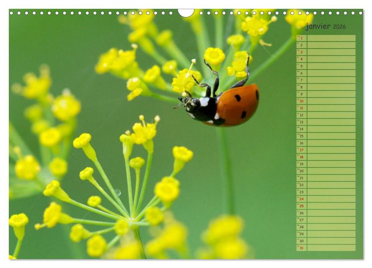 Produktbild: Coccinelles rouges &agrave; points noirs (Calendrier mural 2026 DIN A3 vertical), CALVENDO calendrier mensuel