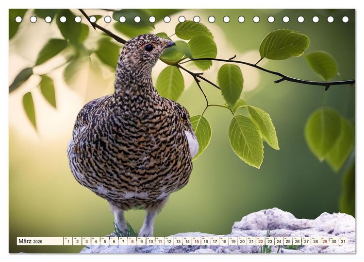 Produktbild: Faszinierende H&uuml;hnerv&ouml;gel (Tischkalender 2026 DIN A5 quer), CALVENDO Monatskalender