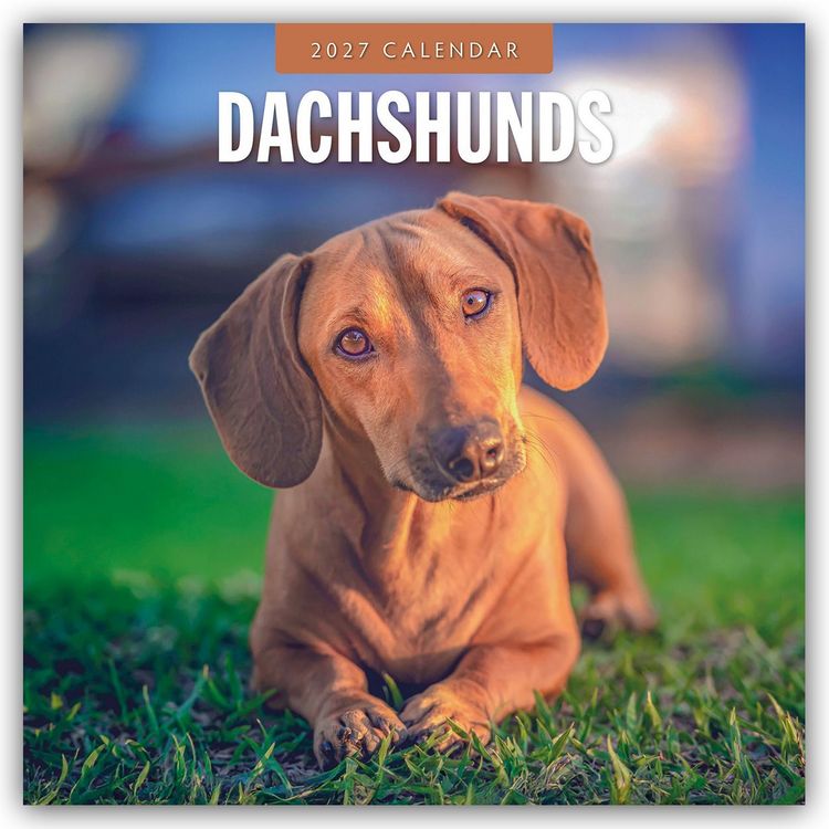 Produktbild: Dachshunds &ndash; Dackel &ndash; Dachshunde 2027 &ndash; 16-Monatskalender