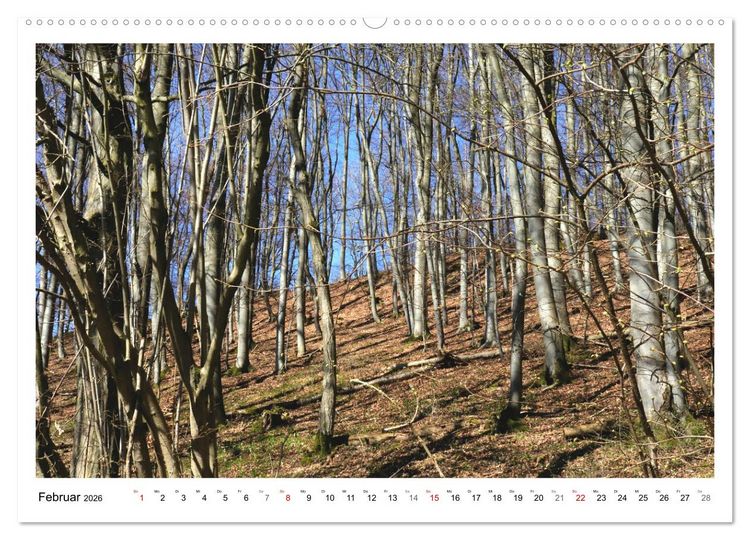 Produktbild: Mein Sehnsuchtsort, der heimische Wald (Wandkalender 2026 DIN A2 quer), CALVENDO Monatskalender