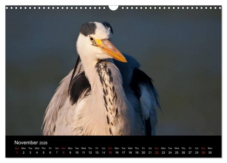 Produktbild: World of Heron (Wall Calendar 2026 DIN A3 landscape), CALVENDO 12 Month Wall Calendar