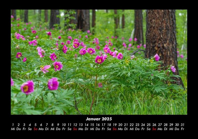Produktbild: Pflanzen und Bl&uuml;ten 2025 Fotokalender DIN A3