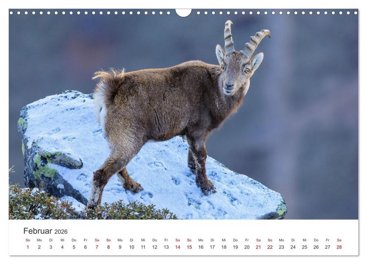 Produktbild: Steinbock - K&ouml;nig der Alpen (Wandkalender 2026 DIN A3 quer), CALVENDO Monatskalender