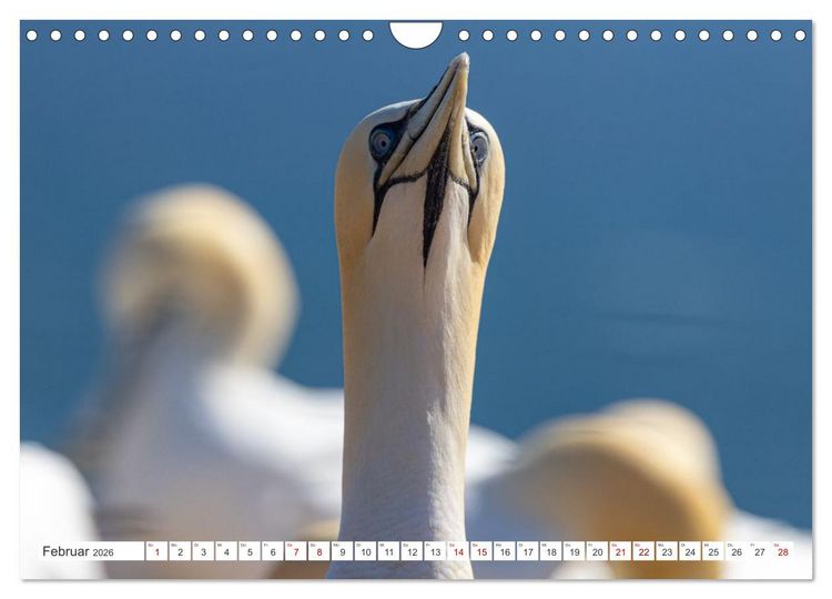 Produktbild: Basst&ouml;lpel - Helgolands faszinierende V&ouml;gel (Wandkalender 2026 DIN A4 quer), CALVENDO Monatskalender