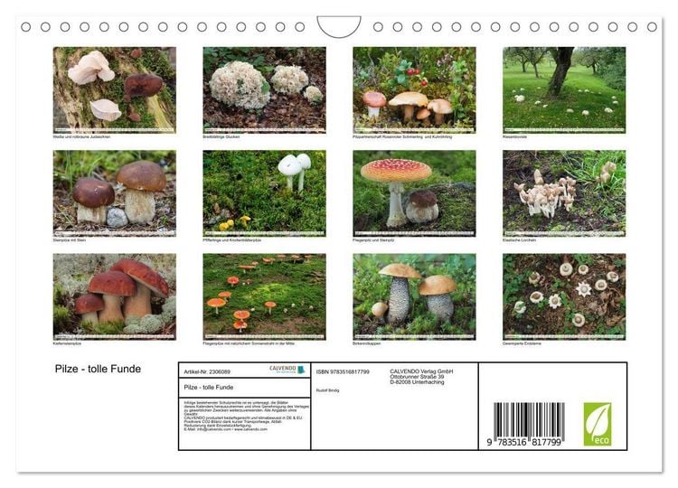 Produktbild: Pilze - tolle Funde (Wandkalender 2027 DIN A4 quer), CALVENDO Monatskalender
