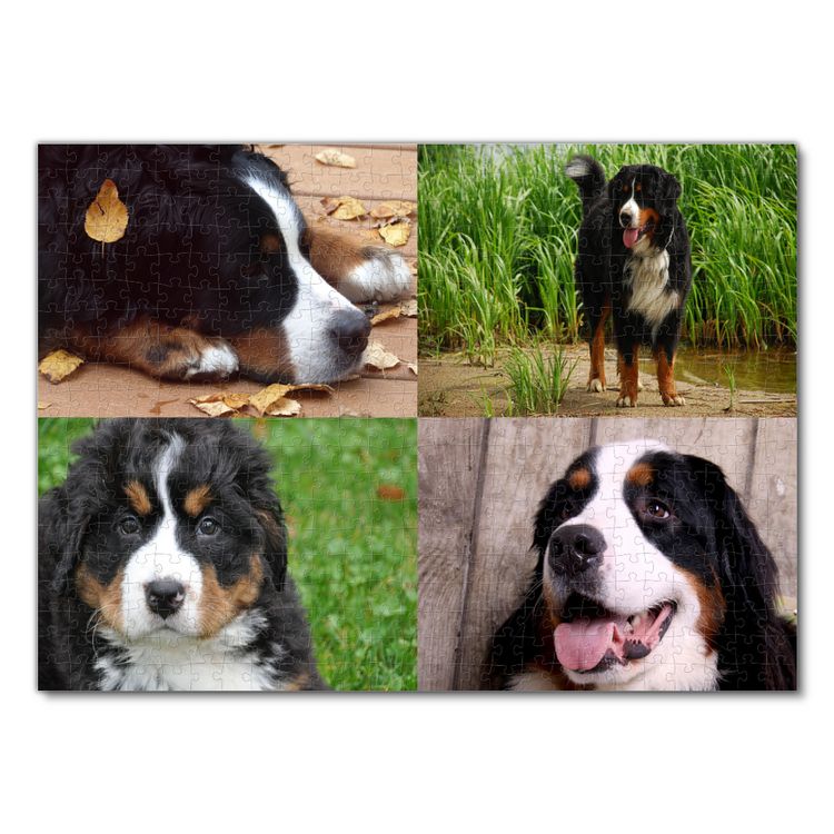 Produktbild: Lais Puzzle Collage Berner Sennenhund 500 Teile