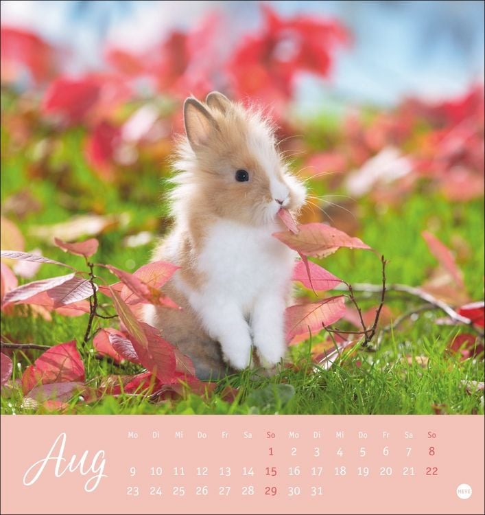 Produktbild: S&uuml;&szlig;e Kaninchen Postkartenkalender 2027
