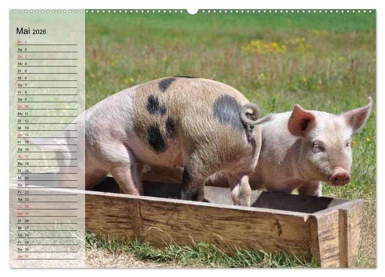 Produktbild: Von S&auml;uen die Schwein haben! (Wandkalender 2026 DIN A2 quer), CALVENDO Monatskalender