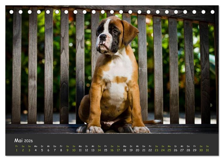 Produktbild: Wenn ich gro&szlig; bin werd' ich Boxer (Tischkalender 2026 DIN A5 quer), CALVENDO Monatskalender