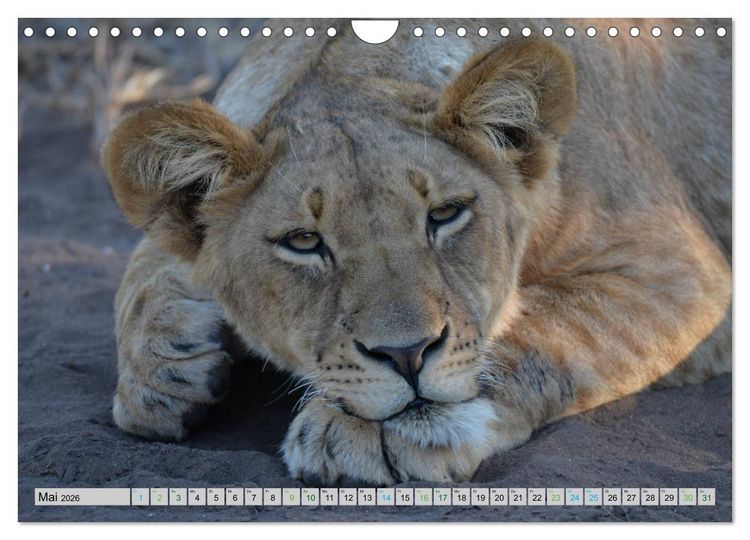 Produktbild: L&ouml;wen. Die K&ouml;nige Afrikas (Wandkalender 2026 DIN A4 quer), CALVENDO Monatskalender