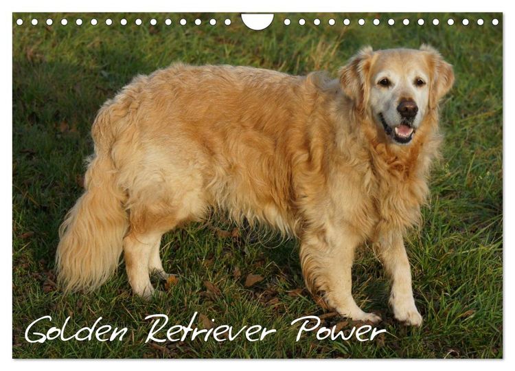 Produktbild: Golden Retriever Power (Wandkalender 2026 DIN A4 quer), CALVENDO Monatskalender