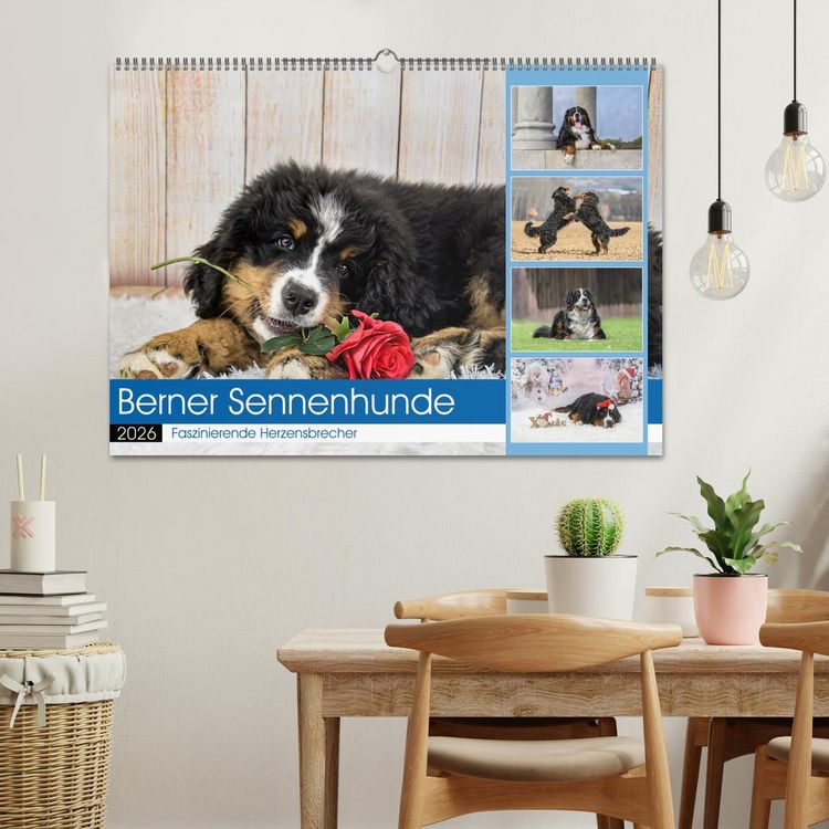 Produktbild: Berner Sennenhunde - Faszinierende Herzensbrecher (Wandkalender 2026 DIN A2 quer), CALVENDO Monatskalender