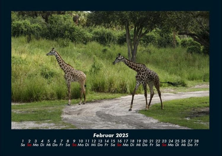 Produktbild: Giraffen 2025 Fotokalender DIN A4