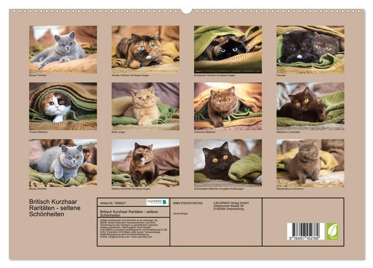 Produktbild: Britisch Kurzhaar Rarit&auml;ten - seltene Sch&ouml;nheiten (hochwertiger Premium Wandkalender 2026 DIN A2 quer), Kunstdruck in Hochglanz