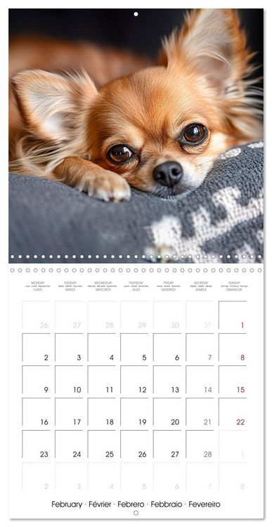 Produktbild: Cute Chihuahua (Wall Calendar 2026 12 &times; 12 Inch) CALVENDO 12 Month Wall Calendar