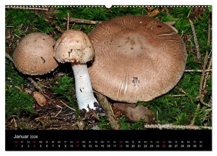 Produktbild: Pilze, Pilze (hochwertiger Premium Wandkalender 2026 DIN A2 quer), Kunstdruck in Hochglanz