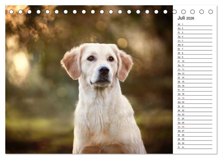 Produktbild: Goldig durch das Jahr! (Tischkalender 2026 DIN A5 quer), CALVENDO Monatskalender
