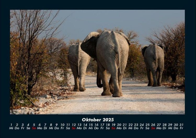 Produktbild: Der Elefantenkalender 2025 Fotokalender DIN A4