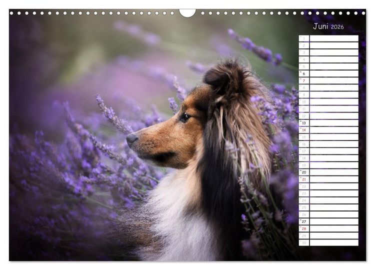 Produktbild: Shetland Sheepdogs Blacky, Anry, Mojo 2026 (Wandkalender 2026 DIN A3 quer), CALVENDO Monatskalender