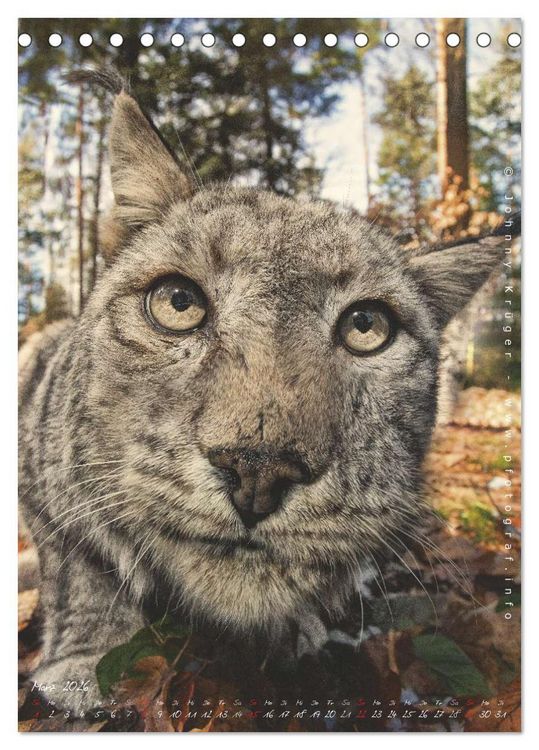 Produktbild: Luchs (Tischkalender 2026 DIN A5 hoch), CALVENDO Monatskalender