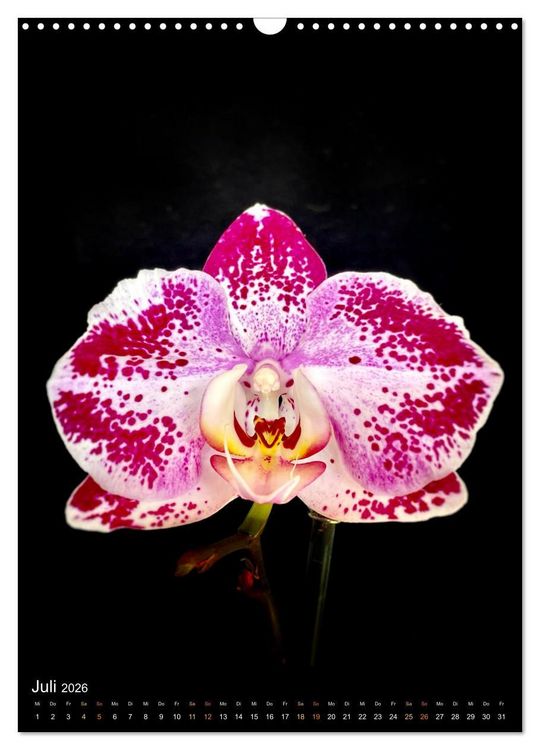 Produktbild: Orchideen - Exoten im Wohnzimmer (Wandkalender 2026 DIN A3 hoch), CALVENDO Monatskalender