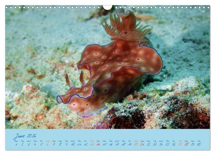 Produktbild: Sea Slugs - Little Wonders - Pure Beauties (Wall Calendar 2026 DIN A3 landscape), CALVENDO 12 Month Wall Calendar