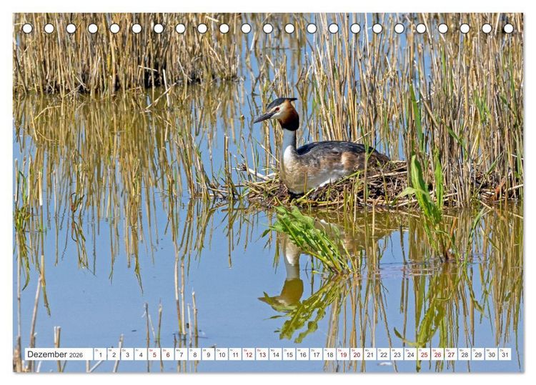 Produktbild: Sturmerprobt - V&ouml;gel an Nordfrieslands K&uuml;ste (Tischkalender 2026 DIN A5 quer), CALVENDO Monatskalender