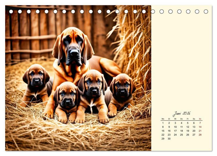 Produktbild: Bloodhound - M&auml;chtige Sp&uuml;rnase (Tischkalender 2026 DIN A5 quer), CALVENDO Monatskalender