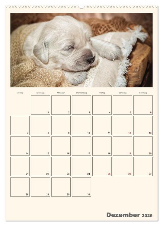 Produktbild: Zauberhafte Golden Retriever (hochwertiger Premium Wandkalender 2026 DIN A2 hoch), Kunstdruck in Hochglanz