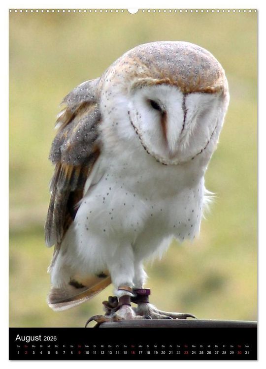 Produktbild: Scharfe Krallen, scharfe Augen, Greifv&ouml;gel und Eulen im Wildpark (hochwertiger Premium Wandkalender 2026 DIN A2 hoch), Kunstdruck in Hochglanz