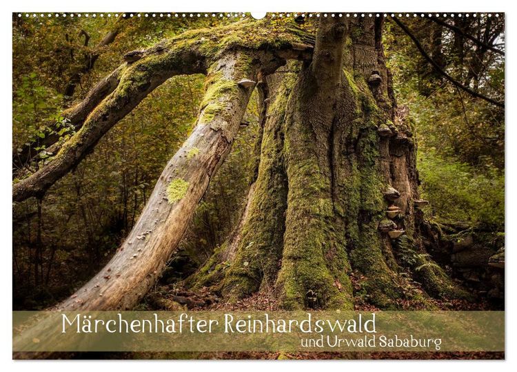 Produktbild: M&auml;rchenhafter Reinhardswald und Urwald Sababurg (Wandkalender 2026 DIN A2 quer), CALVENDO Monatskalender