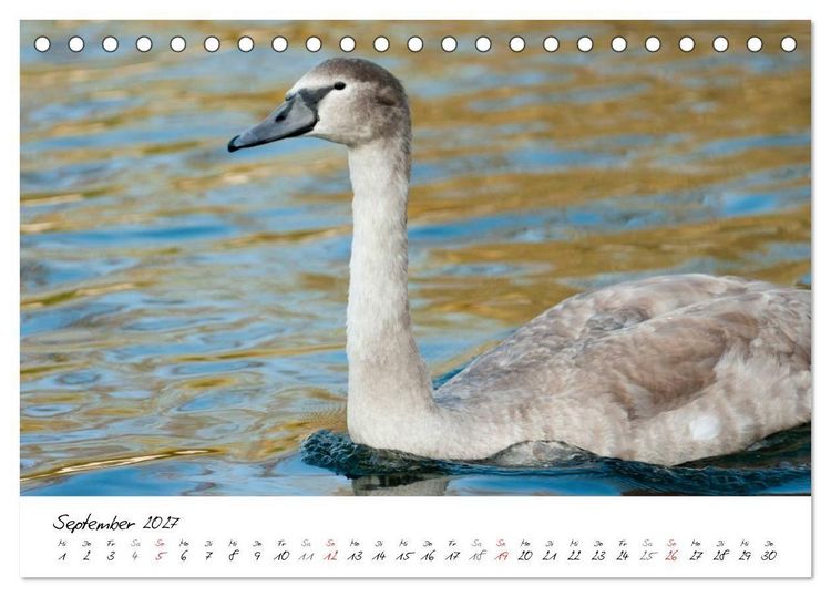 Produktbild: Vom K&uuml;ken zum Schwan (Tischkalender 2027 DIN A5 quer), CALVENDO Monatskalender