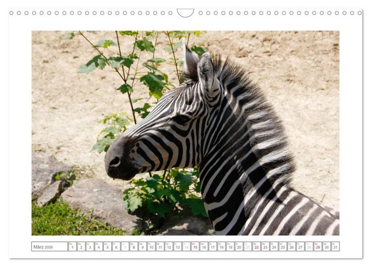 Produktbild: Tiere im Zoo (Wandkalender 2026 DIN A3 quer), CALVENDO Monatskalender