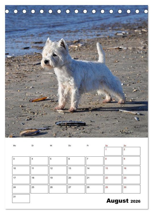Produktbild: West Highland White Terrier - Herzensbrecher auf vier Pfoten (Tischkalender 2026 DIN A5 hoch), CALVENDO Monatskalender