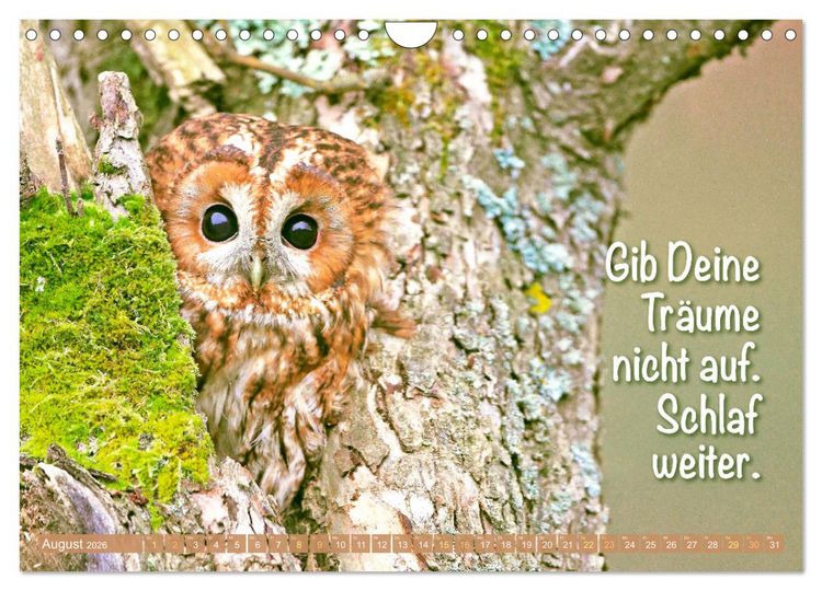 Produktbild: Die Eulen sind los: Edition lustige Tiere (Wandkalender 2026 DIN A4 quer), CALVENDO Monatskalender