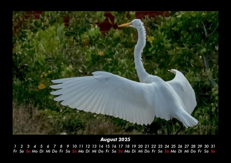 Produktbild: Welt der V&ouml;gel 2025 Fotokalender DIN A3
