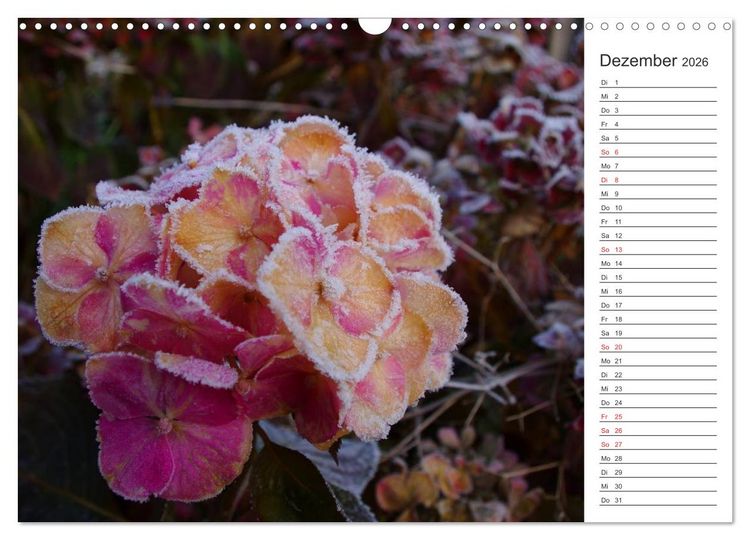 Produktbild: Blumenfreude Terminkalender (Wandkalender 2026 DIN A3 quer), CALVENDO Monatskalender