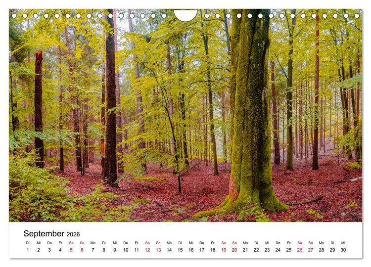 Produktbild: W&auml;lder: die letzte Zuflucht f&uuml;r die Wildnis (Wandkalender 2026 DIN A4 quer), CALVENDO Monatskalender