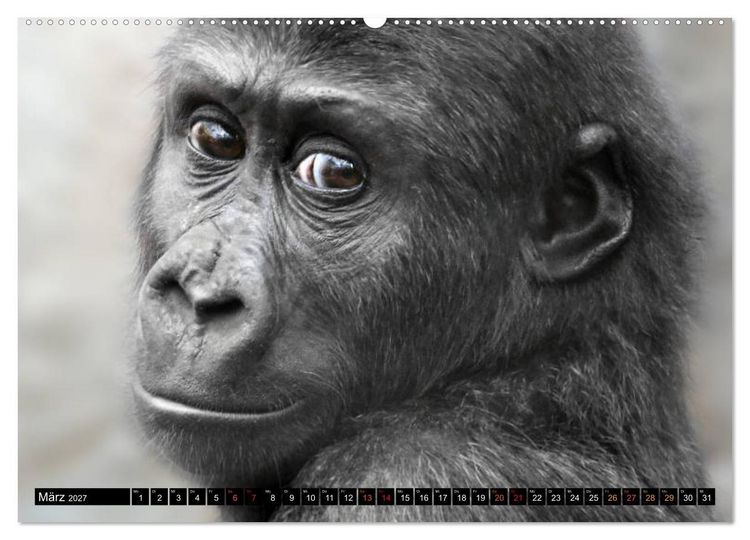 Produktbild: MENSCHEN-AFFEN-KINDER (hochwertiger Premium Wandkalender 2027 DIN A2 quer), Kunstdruck in Hochglanz