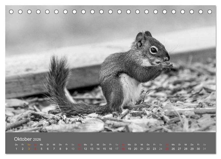 Produktbild: Tierische Augenblicke in Schwarz-Wei&szlig; (Tischkalender 2026 DIN A5 quer), CALVENDO Monatskalender