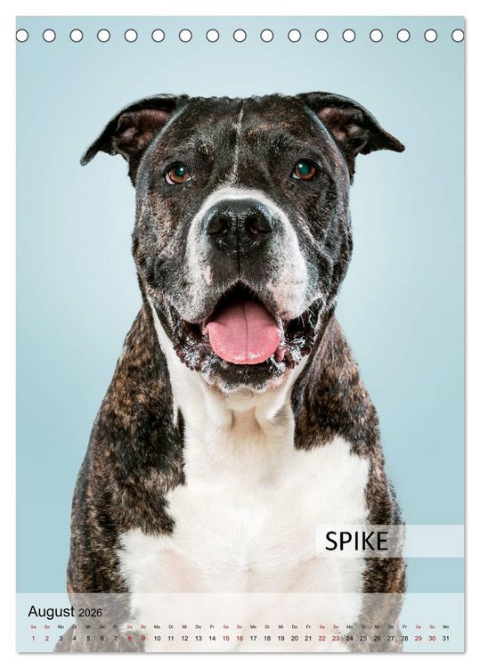 Produktbild: Hundekalender - Hunderassen im Portrait (Tischkalender 2026 DIN A5 hoch), CALVENDO Monatskalender