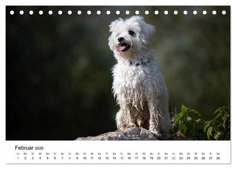 Produktbild: Moritz, der freche Malteser (Tischkalender 2026 DIN A5 quer), CALVENDO Monatskalender