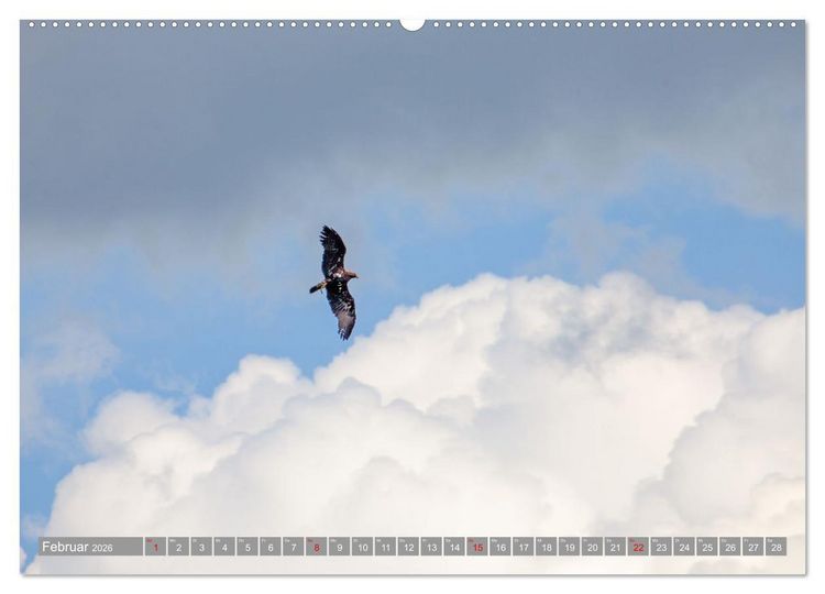 Produktbild: Wir sind die fliegenden Stars (Wandkalender 2026 DIN A2 quer), CALVENDO Monatskalender