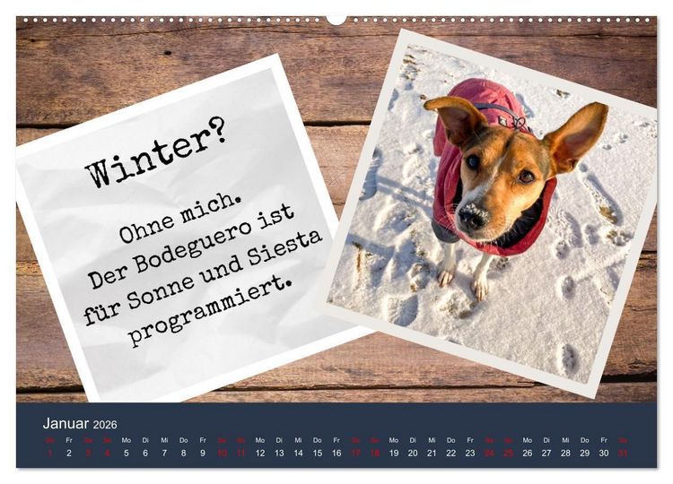 Produktbild: Ratonero Bodeguero Andaluz (Wandkalender 2026 DIN A2 quer), CALVENDO Monatskalender