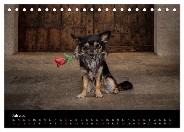 Produktbild: Chihuahuas - Cool and Cute (Tischkalender 2027 DIN A5 quer), CALVENDO Monatskalender